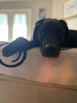 Black Labrador Retriever Dogs Available for Adoption - Bertie | PetCurious