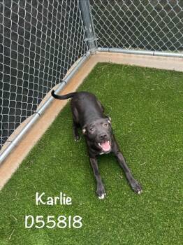 Karlie -  Mixed Breed Dog for Adoption in Clarksville, Tennessee - Karlie | PetCurious