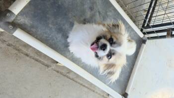 Rescue Pekingese Dogs for Adoption in Fresno, California - Porter | PetCurious