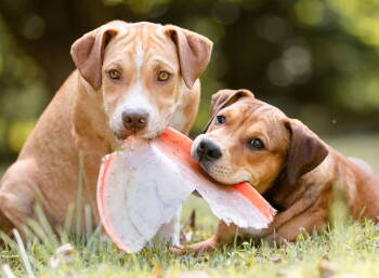 Rescue Boxer Dogs for Adoption in Coatesville, Pennsylvania - Jelly | PetCurious