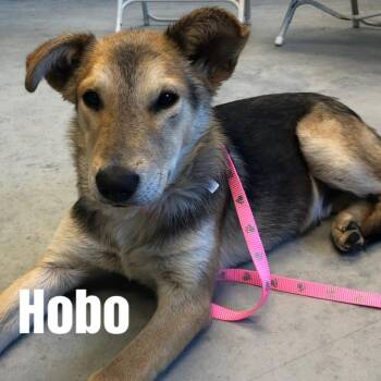 Hobo -  Mixed Breed Dog for Adoption in Dickinson, Texas - Hobo | PetCurious