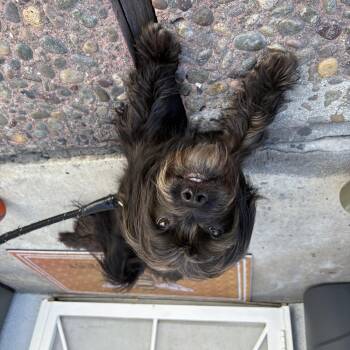 Rescue Miniature Schnauzer and Pug Dogs for Adoption in Tustin, California - Penny One Special Girl Needs A Forever Home | PetCurious