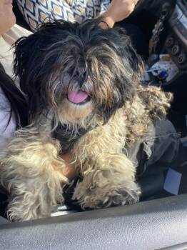 Shih Tzu and Mixed Breed Dogs Available for Adoption in Dallas, Texas - OREO | PetCurious