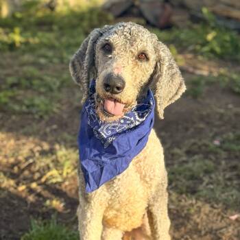 Goldendoodle Dogs Available for Adoption - Roger | PetCurious