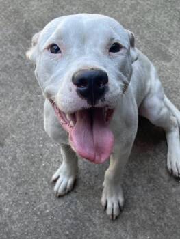 Elwood -  Pit Bull Terrier Dog for Adoption in Chicago, Illinois - Elwood | PetCurious