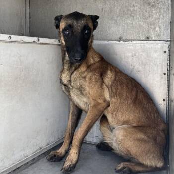 Donna -  Belgian Shepherd Malinois Dog for Adoption in Edinburg, Texas - Donna | PetCurious