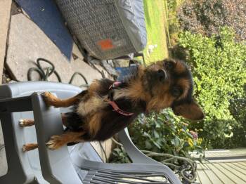 Rescue Chihuahua Dogs for Adoption in Lincoln University, Pennsylvania - Bonnie | PetCurious