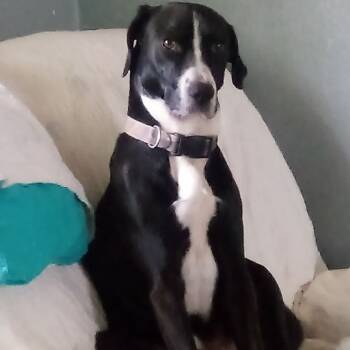 Rescue Mixed Breed Dogs for Adoption in Huntington, West Virginia - Spud | PetCurious