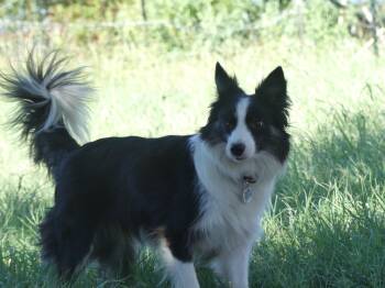 Rescue Border Collie Dogs for Adoption in The Woodlands, Texas - Stella | PetCurious