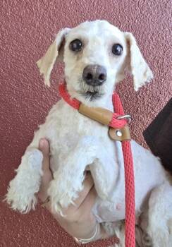 Rescue Golden Retriever and Poodle Dogs for Adoption in Malvern, Pennsylvania - Kiara | PetCurious