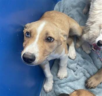 Mixed Breed Dogs Available for Adoption in Dallas, Texas - HAM | PetCurious