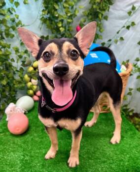 Terrier Dogs Available for Adoption in Bryant, Arkansas - Sugar | PetCurious