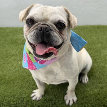PRIYANKA -  Pug Dog for Adoption in San Diego, California - PRIYANKA | PetCurious