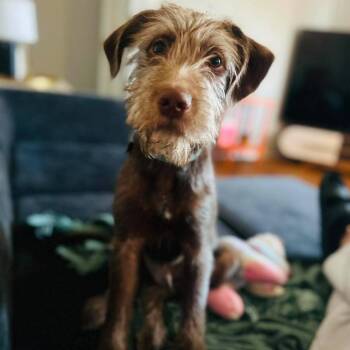Asherr -  Golden Retriever and Poodle Dog for Adoption in Lynchburg, Virginia - Asherr | PetCurious