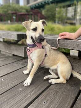 Elly -  Dachshund and Terrier Dog for Adoption in Mahwah, New Jersey - Elly | PetCurious