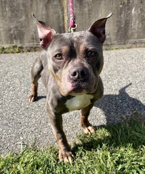 Rose -  Pit Bull Terrier Dog for Adoption in Mendham, New Jersey - Rose | PetCurious