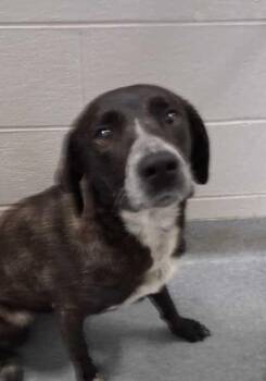 Kiana -  Bluetick Coonhound and Mixed Breed Dog for Adoption in Sevierville, Tennessee - Kiana | PetCurious