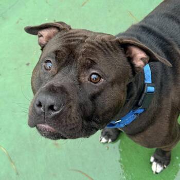 American Staffordshire Terrier Dogs Available for Adoption in Grand Rapids, Michigan - Billy | PetCurious