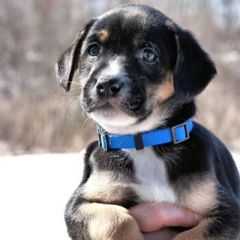 Hound Dogs Available for Adoption - CT Windy Avail Mar 28th | PetCurious