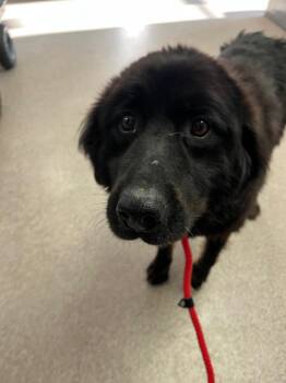 Meadow -  Flat Coated Retriever Dog for Adoption in Troy, Ohio - Meadow | PetCurious