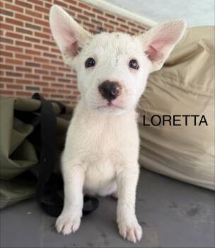 Loretta -  Great Pyrenees Dog for Adoption in Copper Hill, Virginia - Loretta | PetCurious