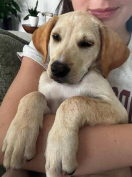 Precious (purple) - Gavi -  Retriever Dog for Adoption in Lakeland, Florida - Precious (purple) - Gavi | PetCurious