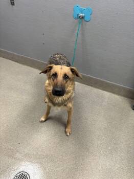 FIA -  German Shepherd Dog Dog for Adoption in Las Vegas, Nevada - FIA | PetCurious