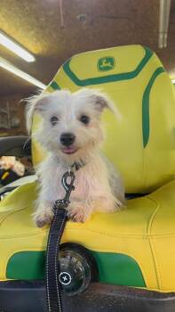 Dorothy -  Yorkshire Terrier Dog for Adoption in Glocester, Rhode Island - Dorothy | PetCurious