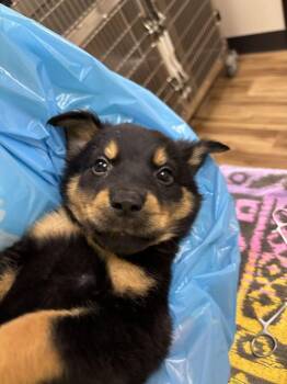 Leif -  Mixed Breed Dog for Adoption in Raleigh, North Carolina - Leif | PetCurious