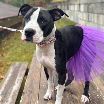 Rescue Mixed Breed Dogs for Adoption in Enfield, New Hampshire - Zola | PetCurious