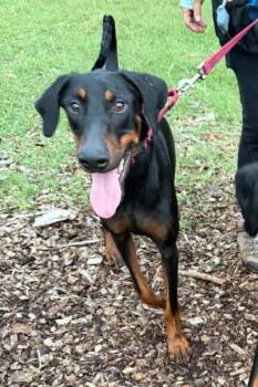 Stitch -  Doberman Pinscher and Mixed Breed Dog for Adoption in Palm Coast, Florida - Stitch | PetCurious