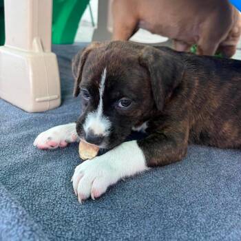 Neely -  Hound and Mixed Breed Dog for Adoption in Pinellas Park, Florida - Neely | PetCurious