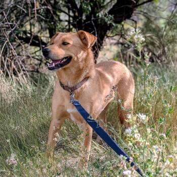 Starfish -  Retriever and Labrador Retriever Dog for Adoption in Lafayette, Colorado - Starfish | PetCurious