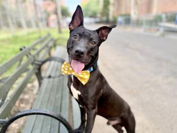 Milo -  Mixed Breed Dog for Adoption in New York, New York - Milo | PetCurious