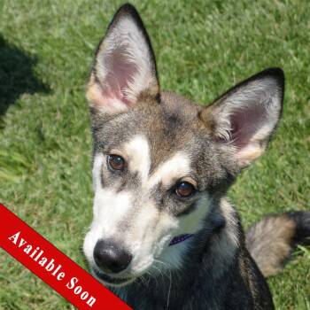 Shell -  Husky Dog for Adoption in Huntley, Illinois - Shell | PetCurious