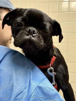 VANILLA -  Pug Dog for Adoption in San Antonio, Texas - VANILLA | PetCurious