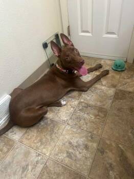 Sharon (aka Minnie) -  Labrador Retriever and Miniature Pinscher Dog for Adoption in Aurora, Colorado - Sharon (aka Minnie) | PetCurious