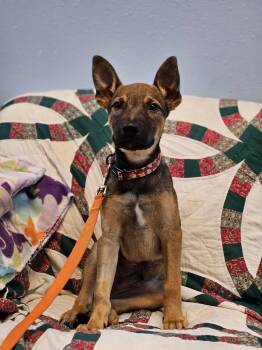 Alan -  Shepherd Dog for Adoption in Broken Arrow, Oklahoma - Alan | PetCurious