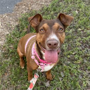 Mixed Breed Dogs Available for Adoption - Tie Dye | PetCurious