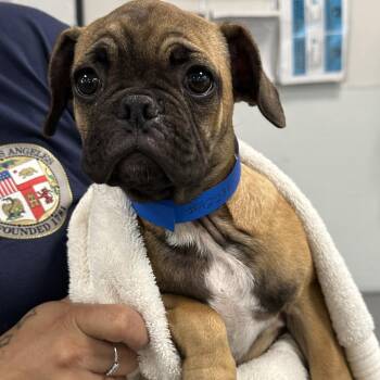 Brownie A2288020 -  Pug and Mixed Breed Dog for Adoption in Los Angeles, California - Brownie A2288020 | PetCurious