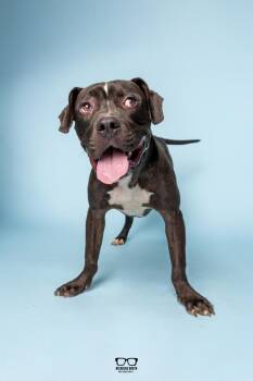 Noodle -  Pit Bull Terrier and Boxer Dog for Adoption in Hoffman Estates, Illinois - Noodle | PetCurious