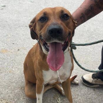 Tara -  Mixed Breed Dog for Adoption in Huntington, West Virginia - Tara | PetCurious