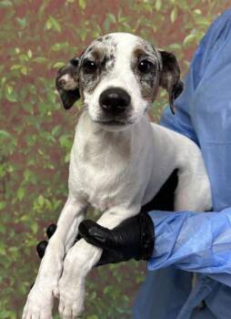 Leighton -  Pointer and Mixed Breed Dog for Adoption in San Antonio, Texas - Leighton | PetCurious