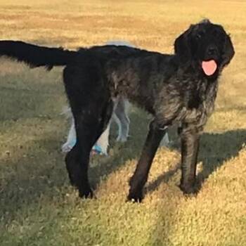 Oliver - COURTESY POST -  Labradoodle Dog for Adoption in Waitsfield, Vermont - Oliver - COURTESY POST | PetCurious
