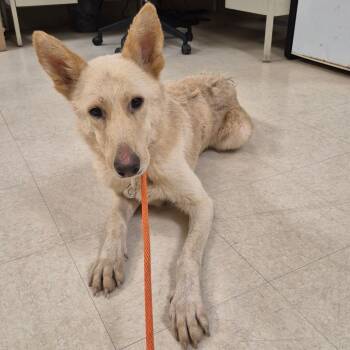 SCFL-Stray-67085_2 -  Mixed Breed Dog for Adoption in Lake Panasoffkee, Florida - SCFL-Stray-67085_2 | PetCurious