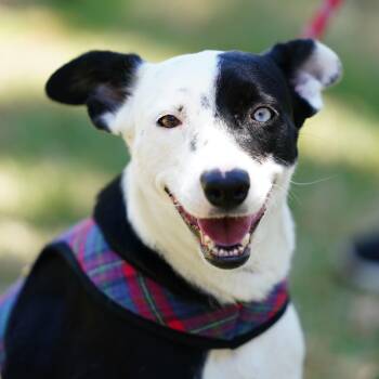 Azalia -  Border Collie and Terrier Dog for Adoption in Santa Ana, California - Azalia | PetCurious