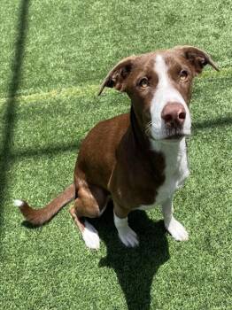 YEEHAW -  Mixed Breed Dog for Adoption in Palmetto, Florida - YEEHAW | PetCurious