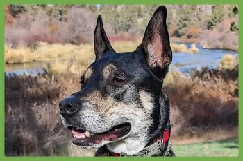 Rescue German Shepherd Dog and Siberian Husky Dogs for Adoption in Amherst, Massachusetts - Thor | PetCurious