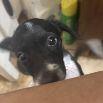 Mixed Breed Dogs Available for Adoption in Phoenix, Arizona - Maizy | PetCurious