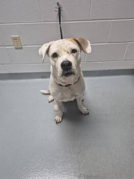 Pit Bull Terrier Dogs Available for Adoption - RUBY | PetCurious